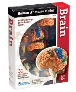 Learning Resources Brain Anatomy Model, 31 Pieces