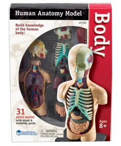 Learning Resources Human Body Anatomy Model, 31 Pieces