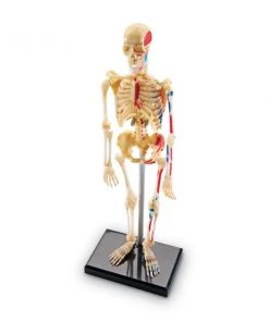 Learning Resources Human Skeleton Model, 41 Pieces