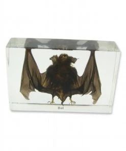 Ed Speldy East Company T420S Real Bug Desk Decoration; Small Bat; Clear